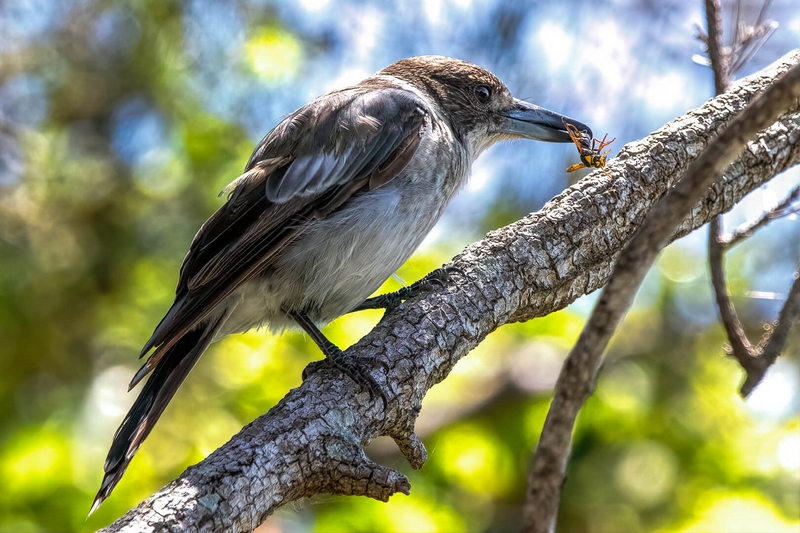 Honour For Digital My Morning Breakfast By Swarna Wijesekera