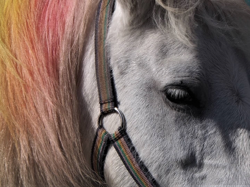 Merit For Print 101 Pastel Pony By Trudi Aykens