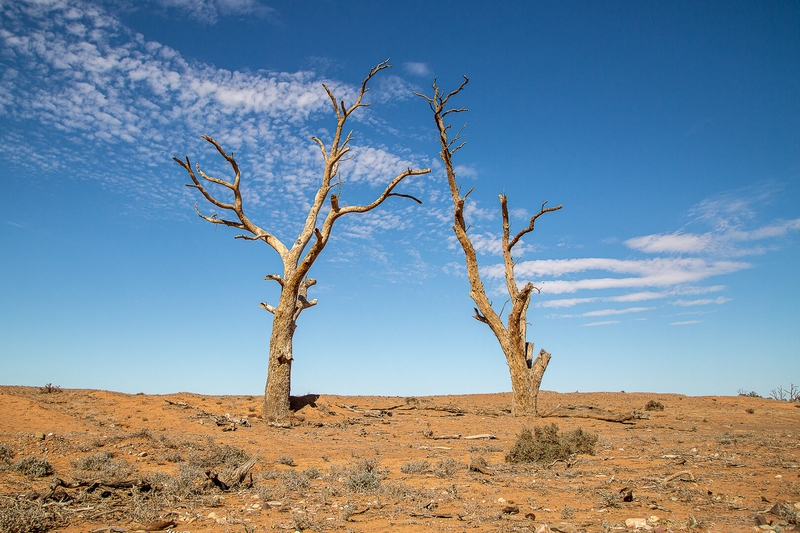 Merit For Print Dead Trees By Lekha Suraweera