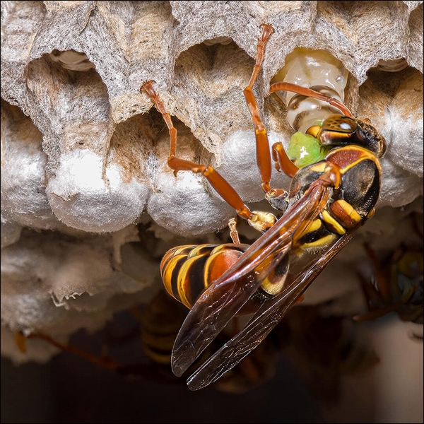 Honour For Digital Feeding The Larvae By Cheryl Zwart