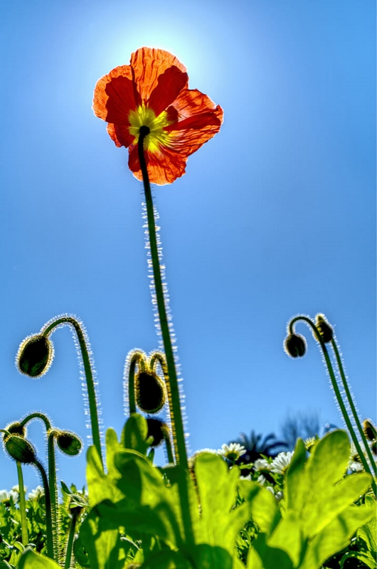 Merit For Digital A128 Translucent Poppy With Bee By Robert Macfarlane