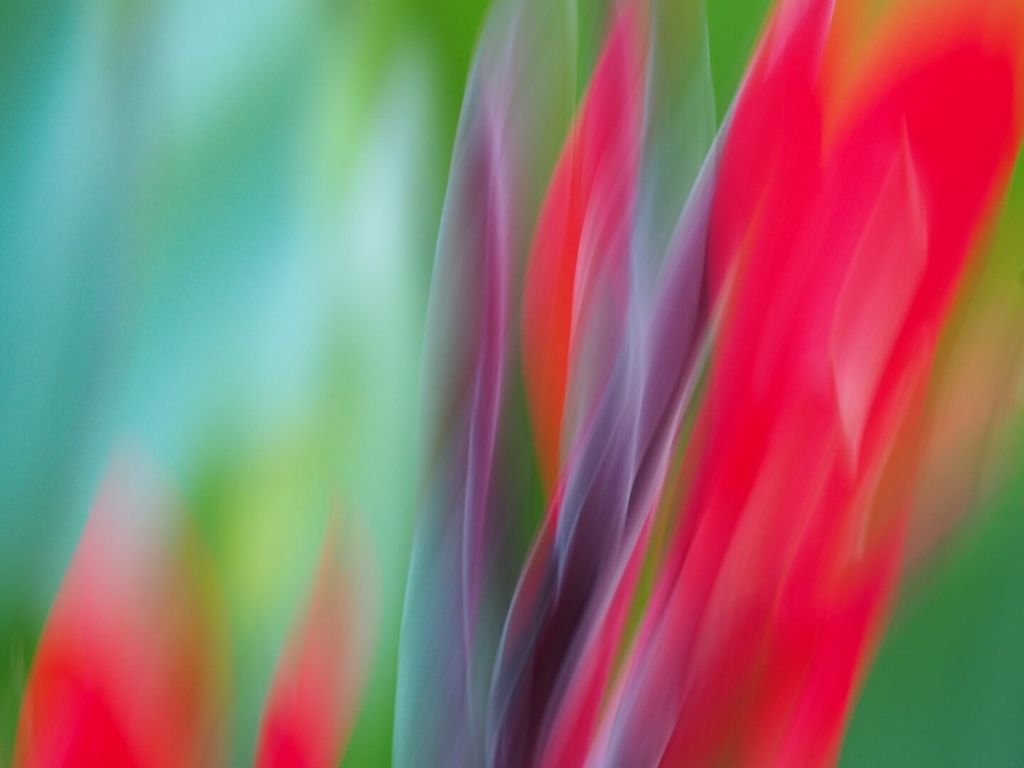 Honour For Digital 101 Bird Of Paradise By Trudi Aykens