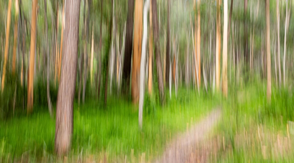 Honour For Digital Colourful Bush By Shuying Jiang