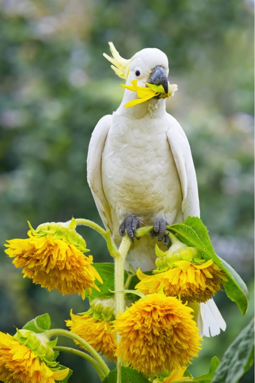 Merit For Digital A128  Sunflower Crested Cockatoo By Robert Macfarlane