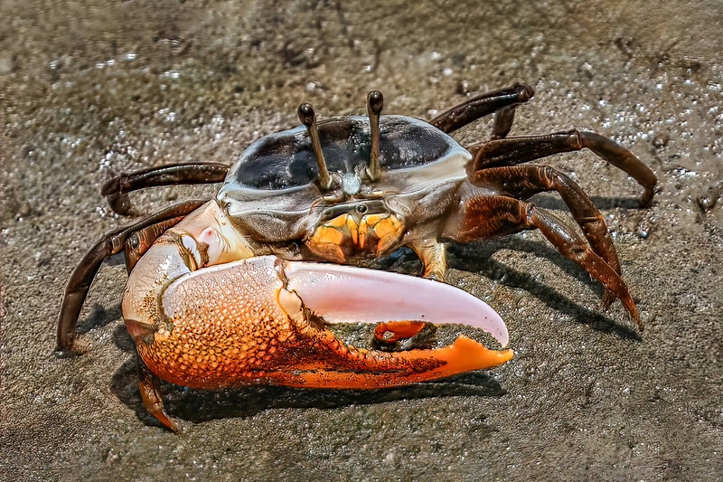 Honour For Print Crab By Lekha Suraweera