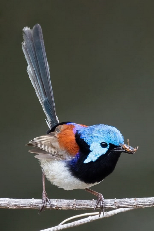 Honour For Print Fairy Wren With A Snack By Kerri Anne Cook