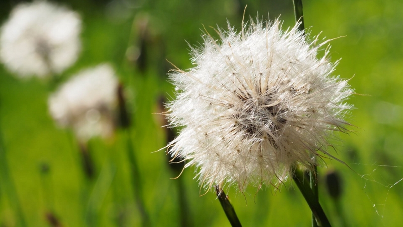 Merit For Digital 101 Dandelion By Trudi Aykens