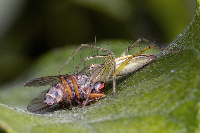 Merit For Digital 43 Lynx Spider With Fly By Eligia Sword