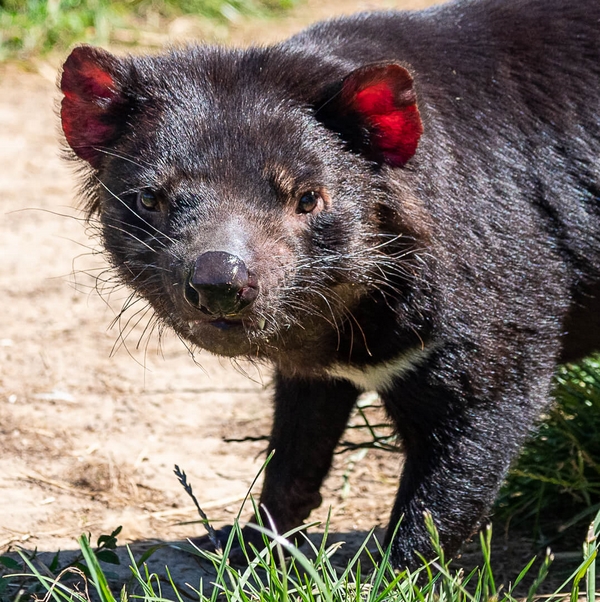 Merit For Digital Tassie Devil By Christine Jull