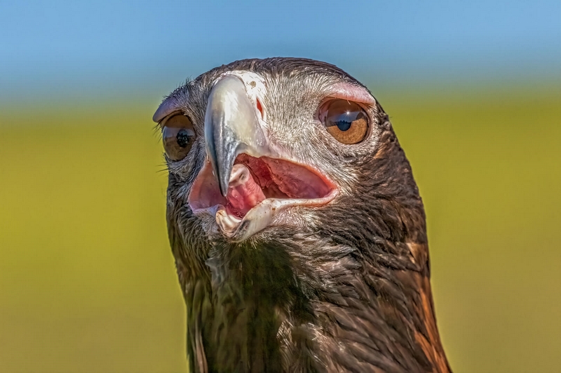 Merit For Digital Wedge Tailed Eagle By Lekha Suraweera