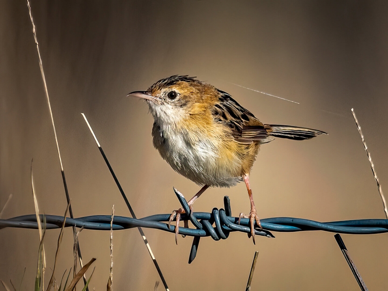 Merit For Print Barbed Perch By Hector Beveridge