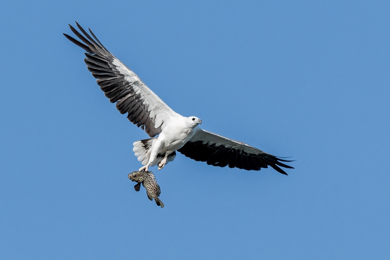 Merit For Print Bringing Home Breakfast By Susan Chisholm