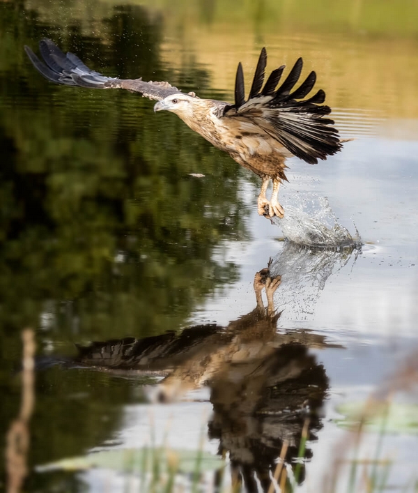 Merit For Print Catching Dinner By Margareta Dewilde