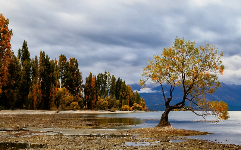 Merit For Print The Tree In Autumn 1 By Lekha Suraweera