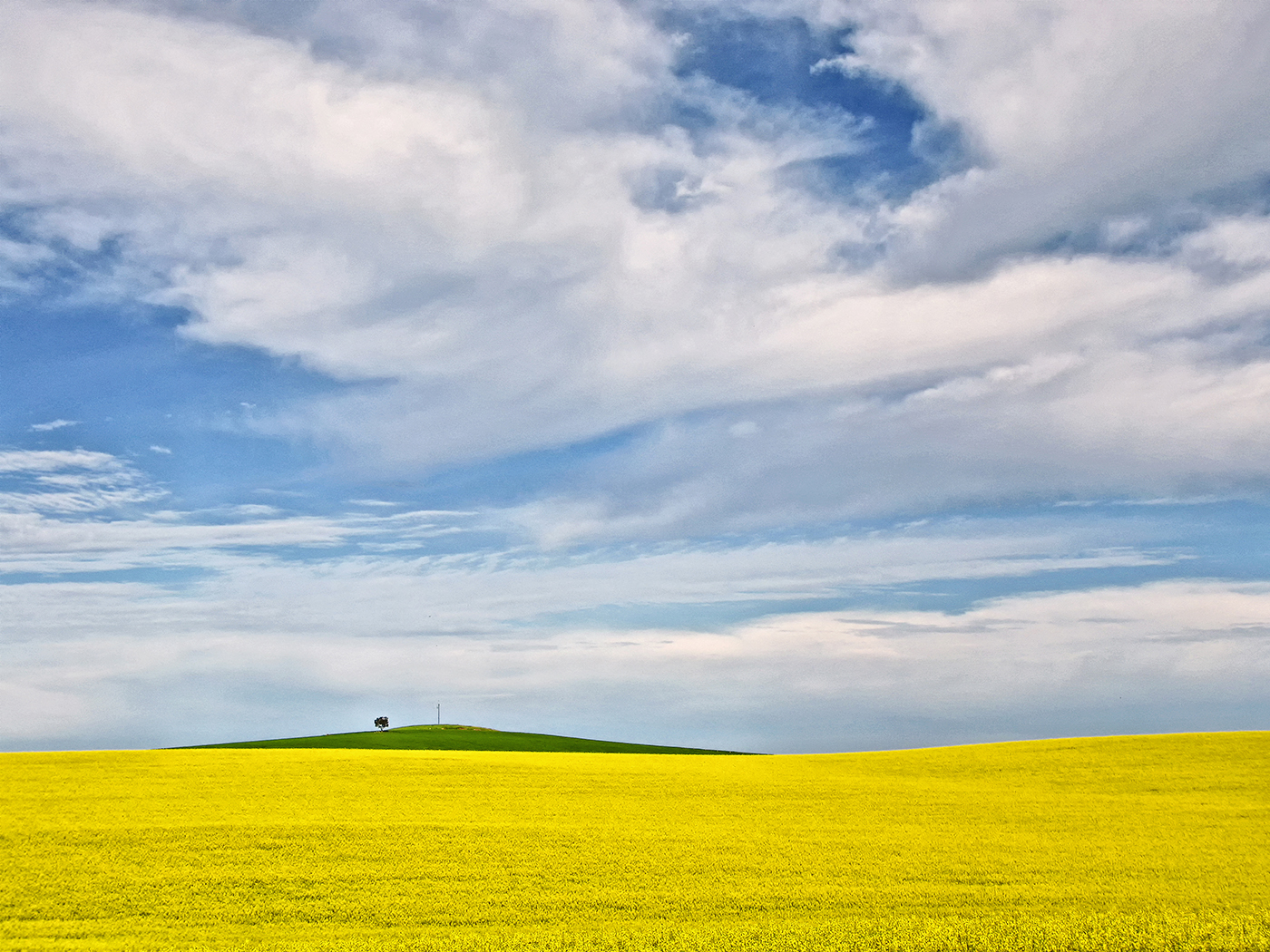 Canola Fields SA  Set Subject  Honour   A Grade By   Ann Smallegange