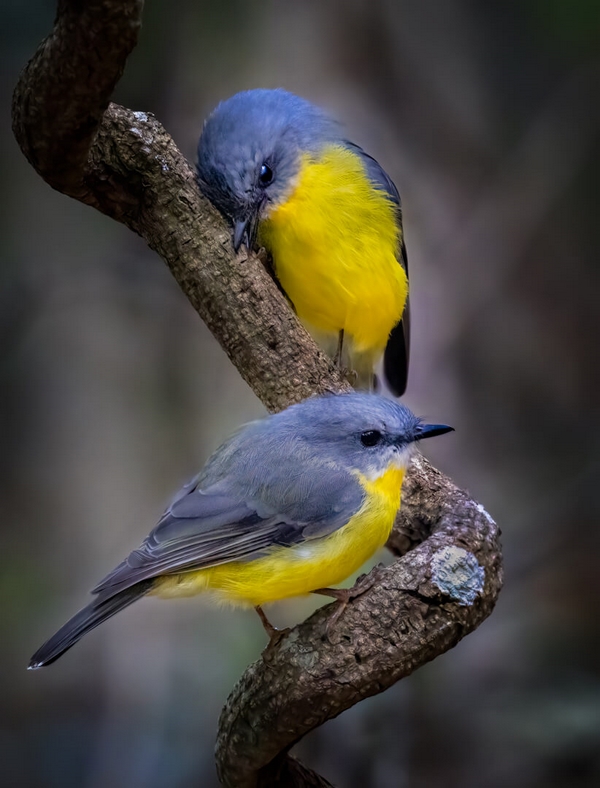 Honour For Digital Eastern Yellow Robins By Geoffrey Hui