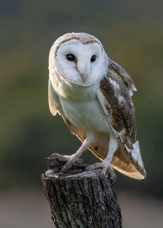 Honour For Digital Barn Owl By Kerri Anne Cook