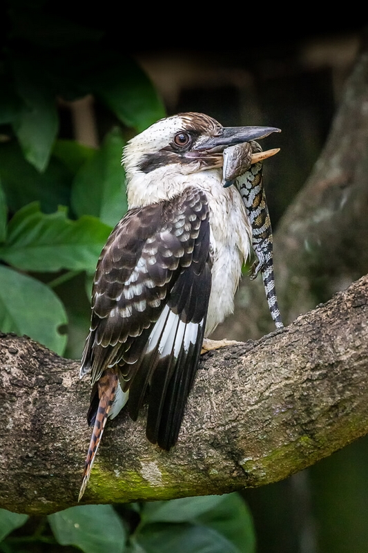 Honour For Print Kookaburra With Lunch By Lekha Suraweera