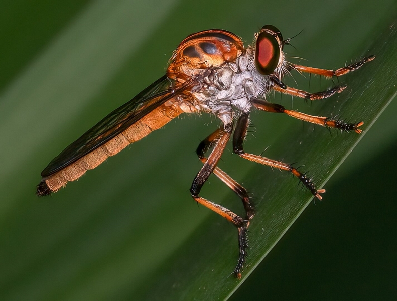 Honour For Print Robber Fly By Christine Jull