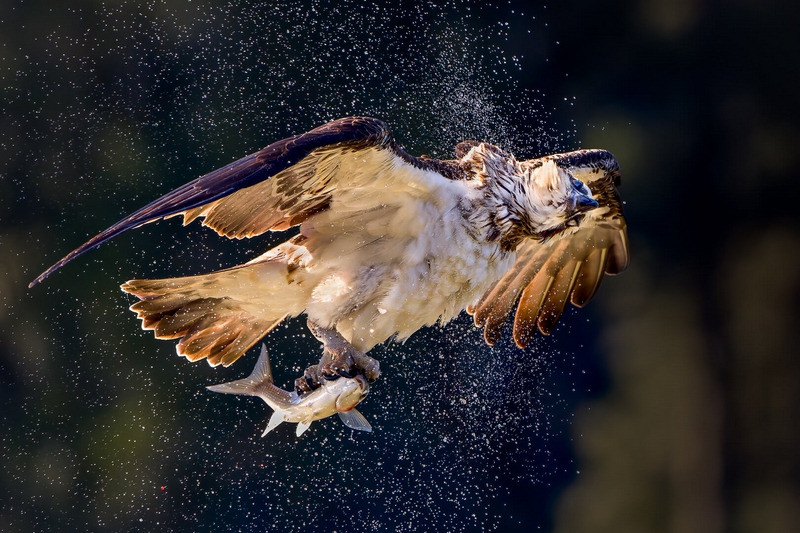 Honour For Print Spin Dry At Coomera River By Geoffrey Hui