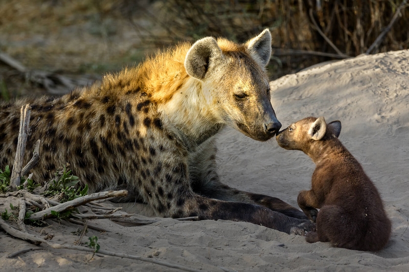 Merit For Digital A Tender Moment Chitabe Botswana By Geoffrey Hui