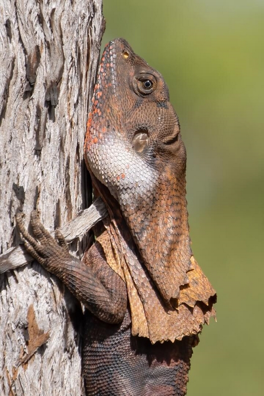 Merit For Digital A45 Frilled Neck Lizard By Heidi Wallis