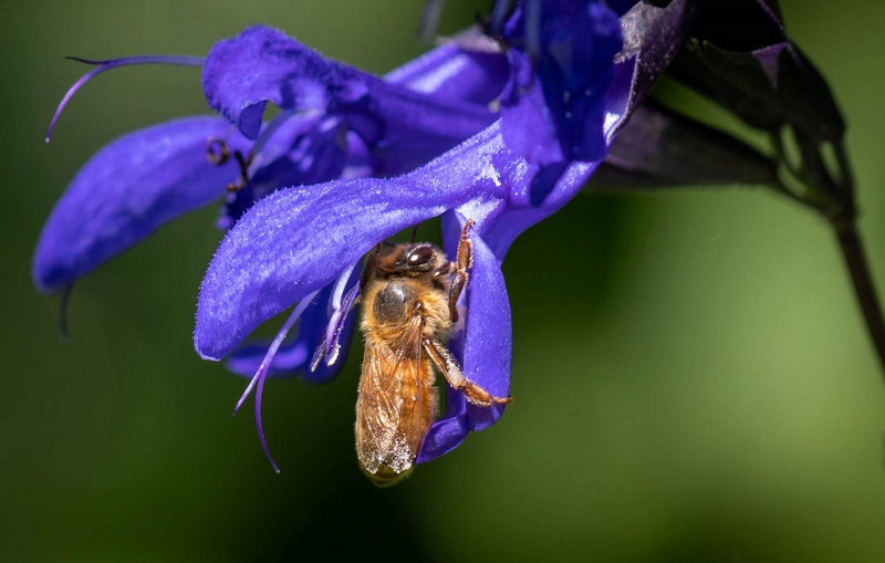 Merit For Digital Collecting Pollen By Lee Dixon