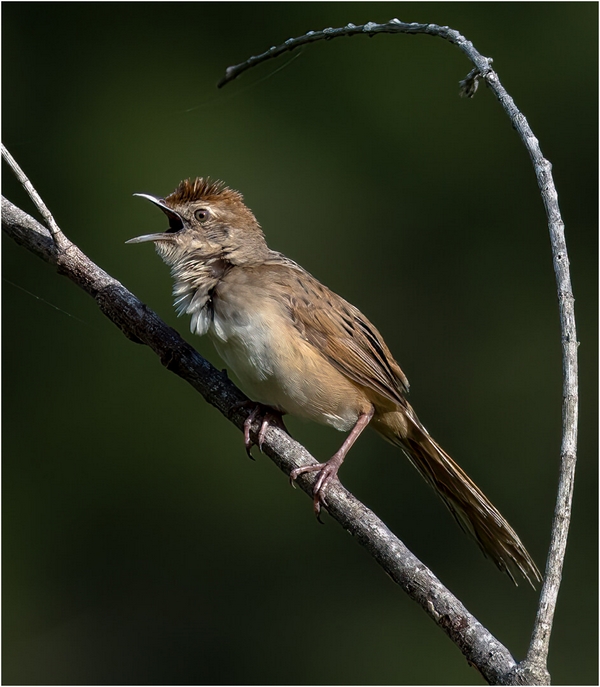 Merit For Digital Exuberant Tawny Grass Bird By Paul MacKay