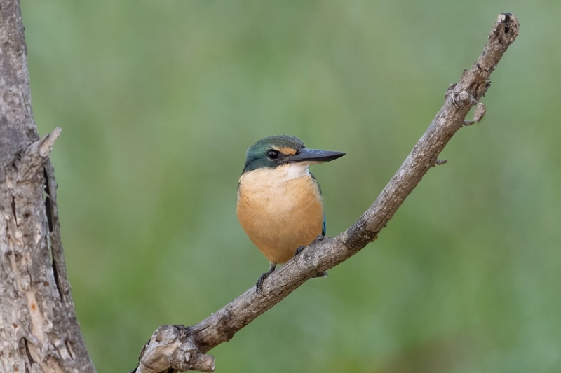 Merit For Print A45 Sacred Kingfisher By Heidi Wallis