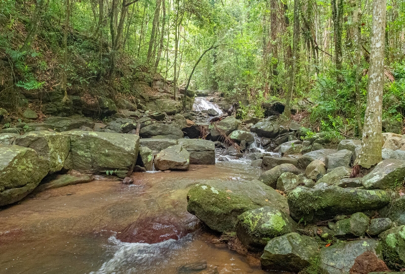 Merit For Print Buderim Forest Park2 By Christine Jull