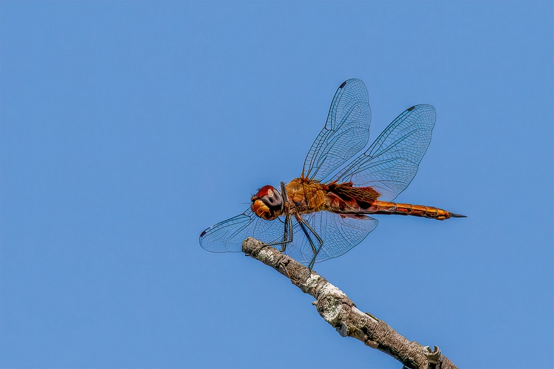 Merit For Print Dragonfly By Lekha Suraweera