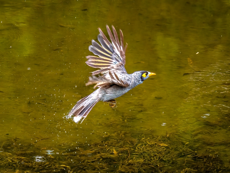 Merit For Print Exiting A Quick Bath By Hector Beveridge