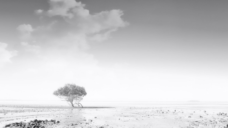 Merit For Print Hi Kay Tree In Mono By Robert Vallance