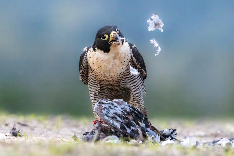 Merit For Print Peregrine Falcon By Kerri Anne Cook