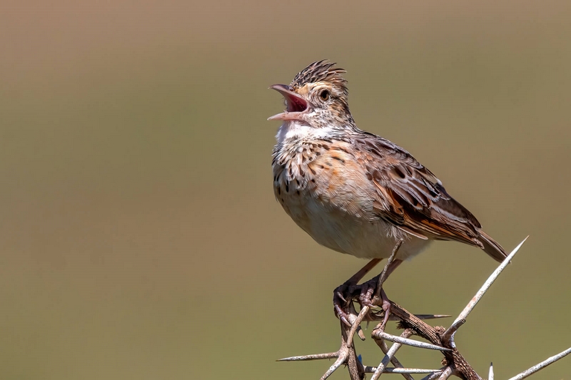 Merit For Print Sing Me A Song ! By Swarna Wijesekera