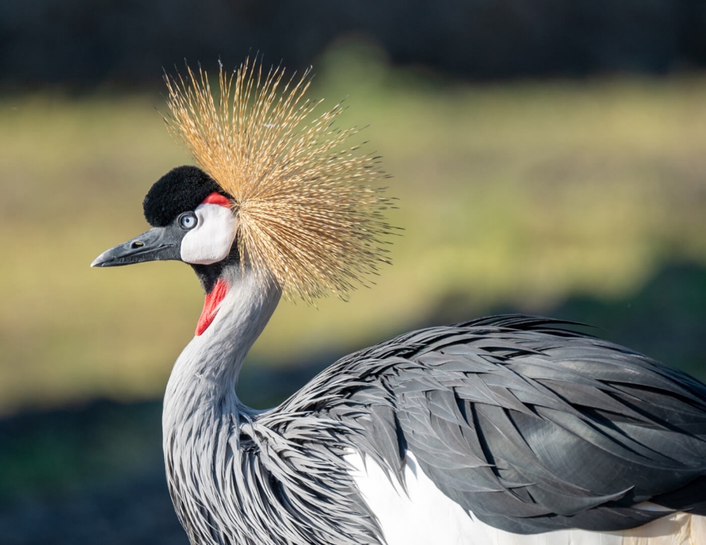 Honour For Digital Crowned Crane In Sunrise By Bhaskar Desha