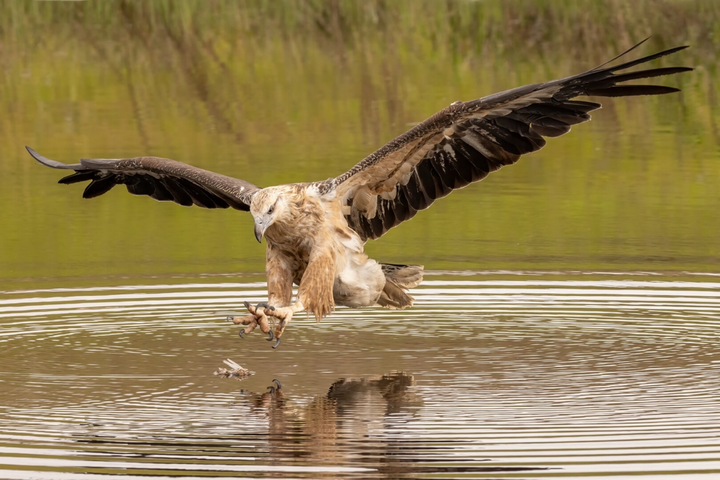 Honour For Digital WANDA THE WHITE BELLIED SEA EAGLE By Kerri Anne Cook