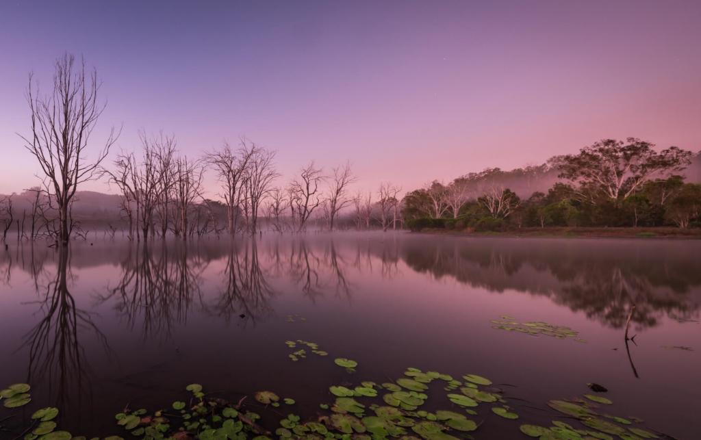 Honour For Digital Wyaralong Headwaters By Bruce McDonald