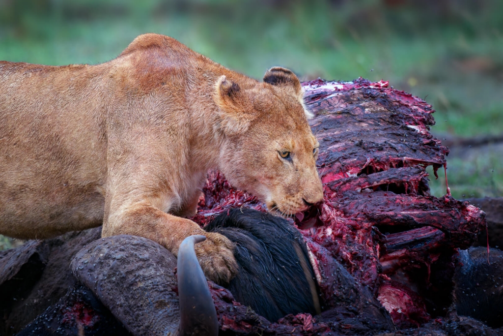 Merit For Digital A Feast At Masai Mara By Geoffrey Hui