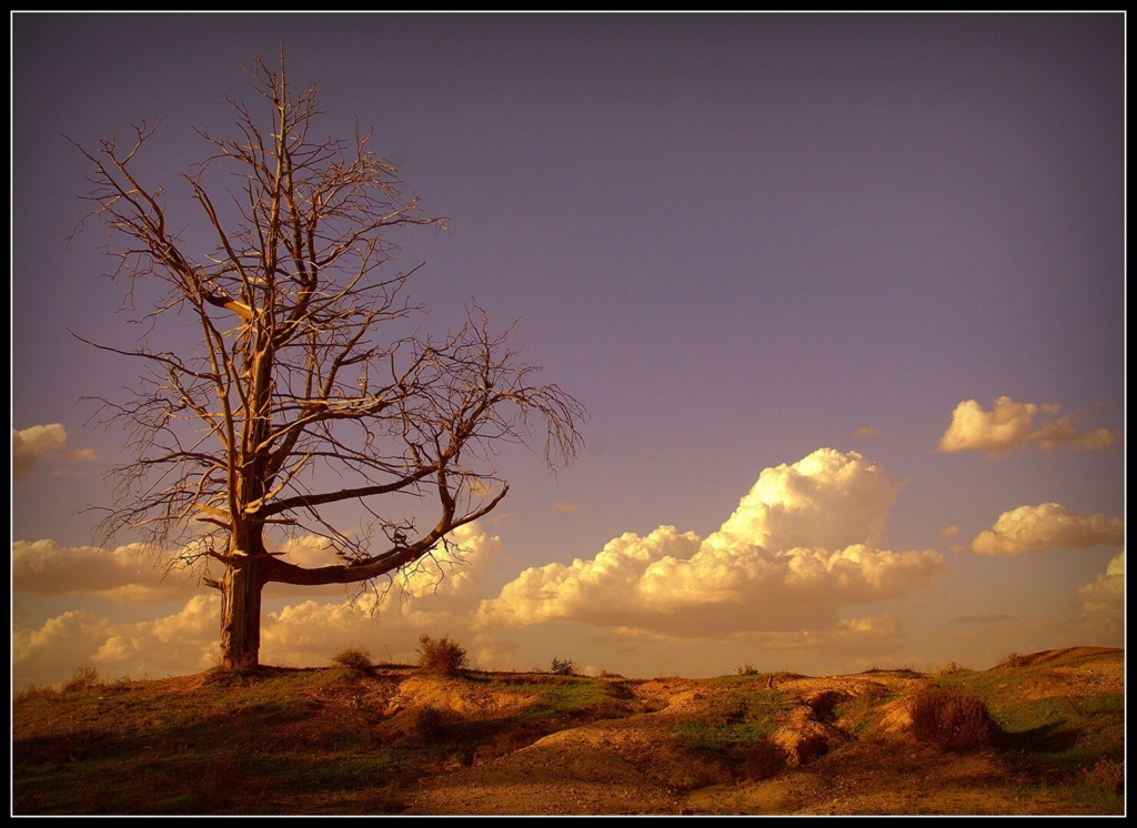 Merit For Digital Outback Afternoon By Gordon Dixon