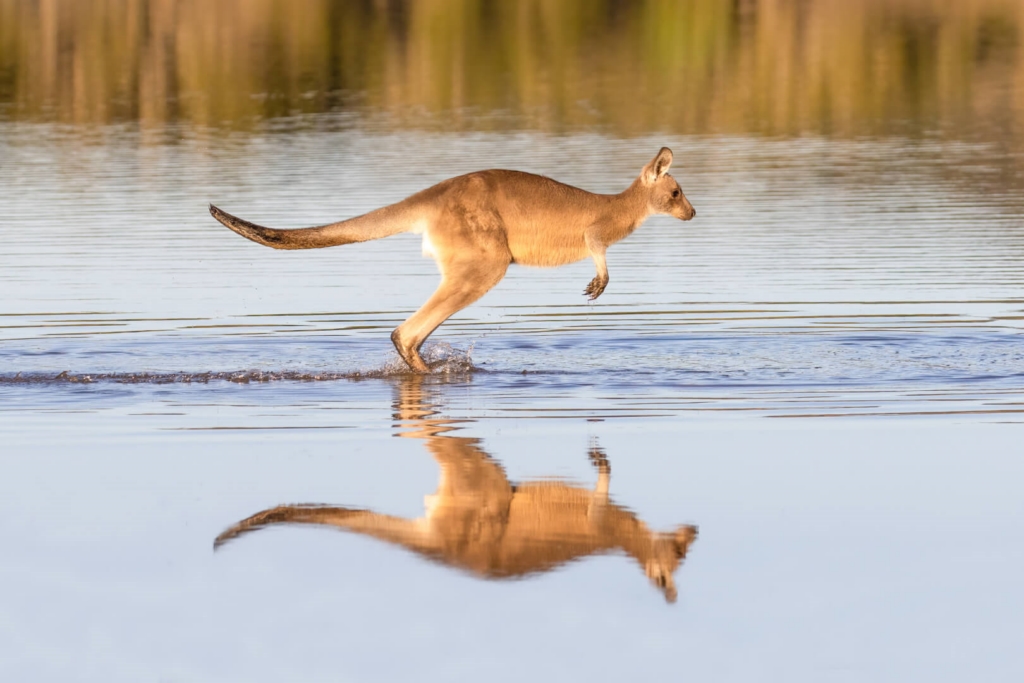 Merit For Digital Splashing Through Lake Arragan By Heidi Wallis