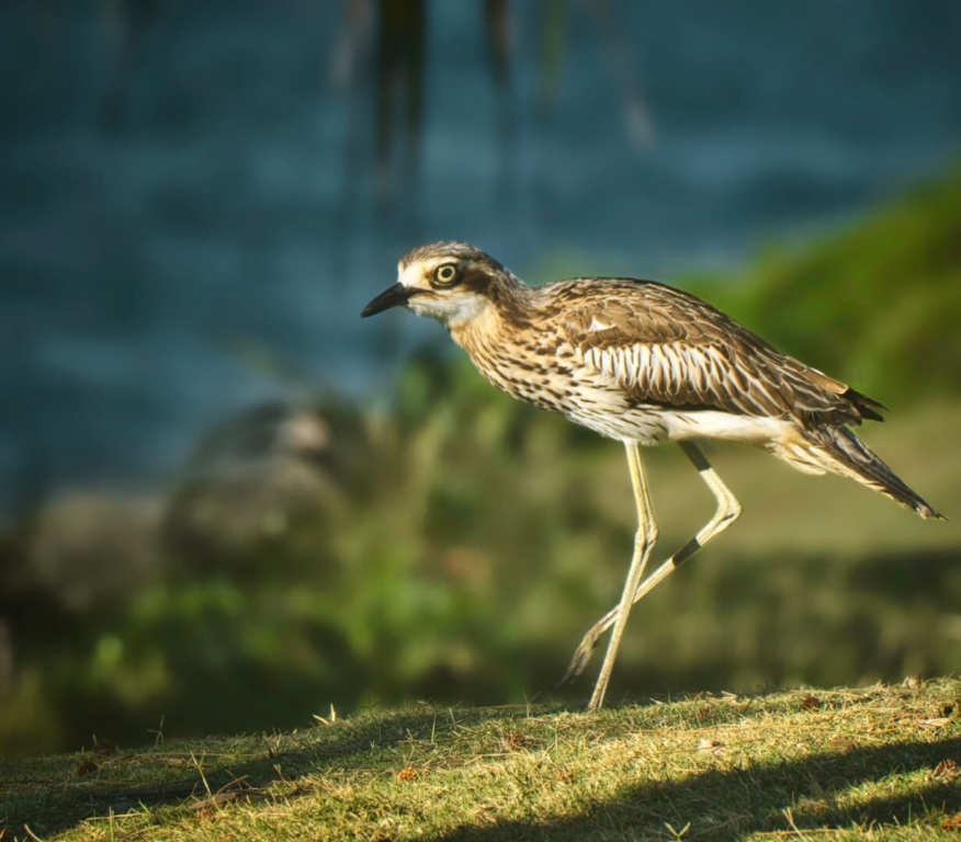 Merit For Digital Curlew  By Bill Van Diest