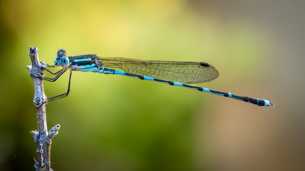 Merit For Print Ringtail Damselfly By Hector Beveridge