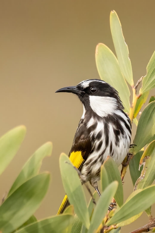 Merit For Print WHITE CHEEKED HONEYEATER By Kerri Anne Cook