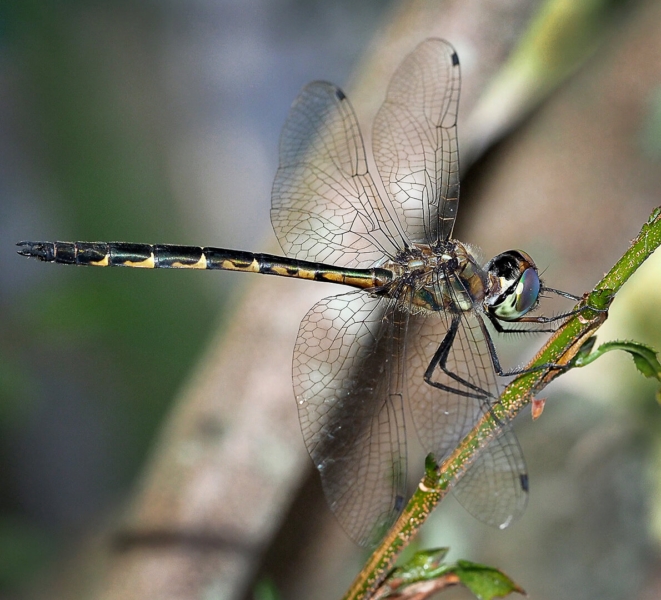 Merit For A065 Dragon Fly  By Joyce Metassa