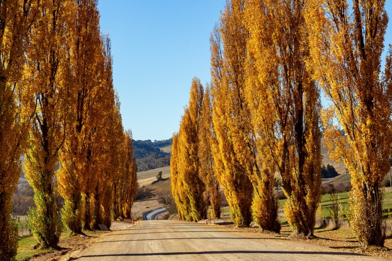 Merit For Autumn Road Oberon By Chris Ross