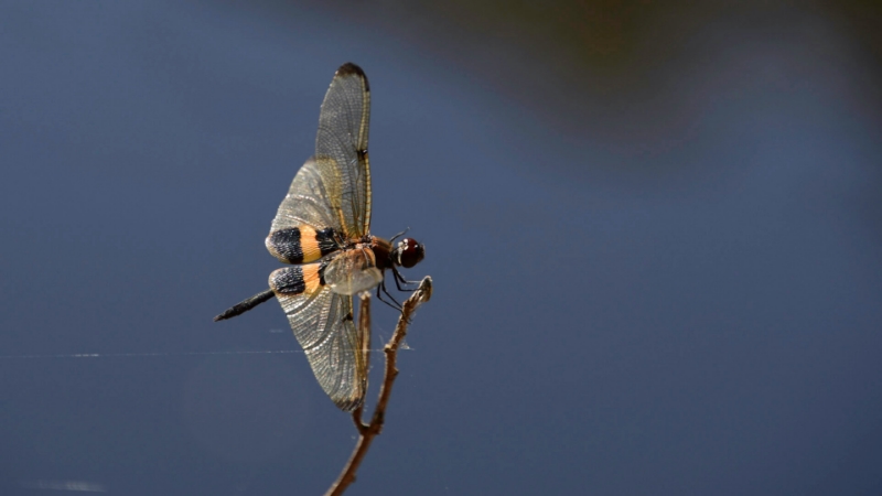 Merit For Perched By Janet Richardson