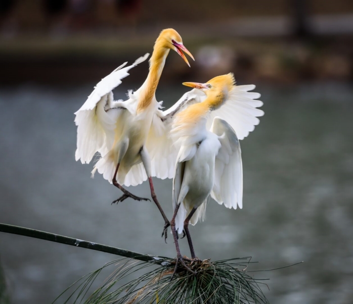 Merit For We Can Dance By Mangala Jayasekera