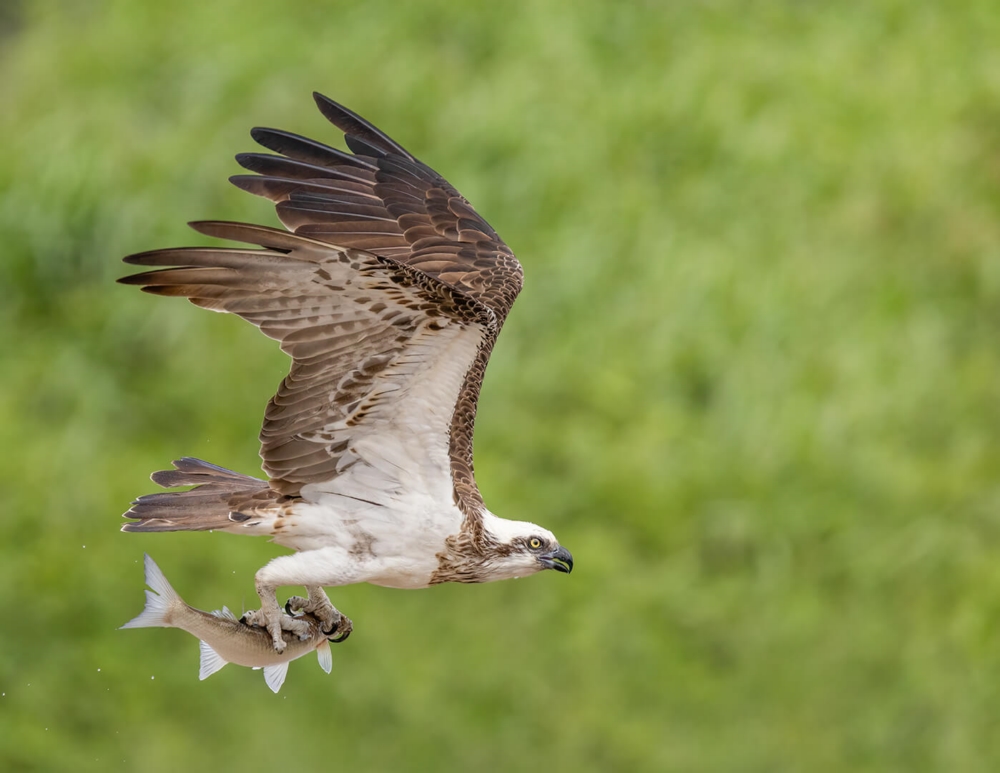 Honour For Digital Osprey With Dinner By Kerri Anne Cook