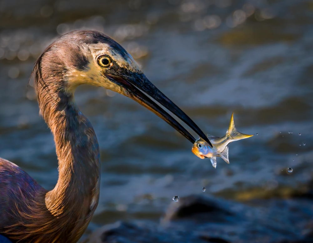 Honour For Print 3 A Bird And A Little Fish By Geoffrey Hui